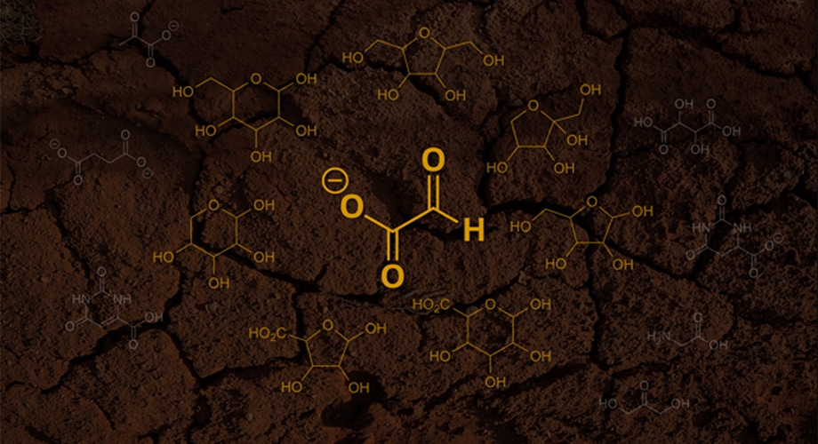 A new hypothesis states that the first sugars emerged from glyoxylate (pictured as the center molecule). In this hypothesis, glyoxylate first reacts with itself and then the byproducts from these reactions, ultimately forming simple sugars and other products (pictured as the surrounding molecules). Credit: Scripps Research and Unsplash
A new hypothesis states that the first sugars emerged from glyoxylate (pictured as the center molecule). In this hypothesis, glyoxylate first reacts with itself and then the byproducts from these reactions, ultimately forming simple sugars and other products (pictured as the surrounding molecules). Credit: Scripps Research and Unsplash
