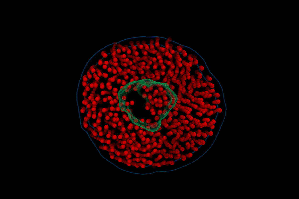 A computational model, based on raw video from electron videography, showing the motion of a nanodisc composed of lipids (red) and a membrane protein (green) in water.
GIF courtesy of John W. Smith
A computational model, based on raw video from electron videography, showing the motion of a nanodisc composed of lipids (red) and a membrane protein (green) in water.
GIF courtesy of John W. Smith