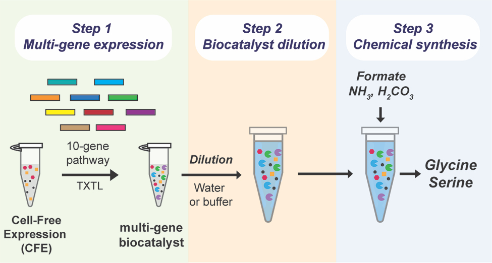 “Part of what makes a cell-free system so efficient,” Westenberg says, “is that it can use cellular enzymes without needing the cells themselves. By generating the enzymes and combining them in the lab, the system can directly convert carbon dioxide into the desired chemicals.” “Part of what makes a cell-free system so efficient,” Westenberg says, “is that it can use cellular enzymes without needing the cells themselves. By generating the enzymes and combining them in the lab, the system can directly convert carbon dioxide into the desired chemicals.”