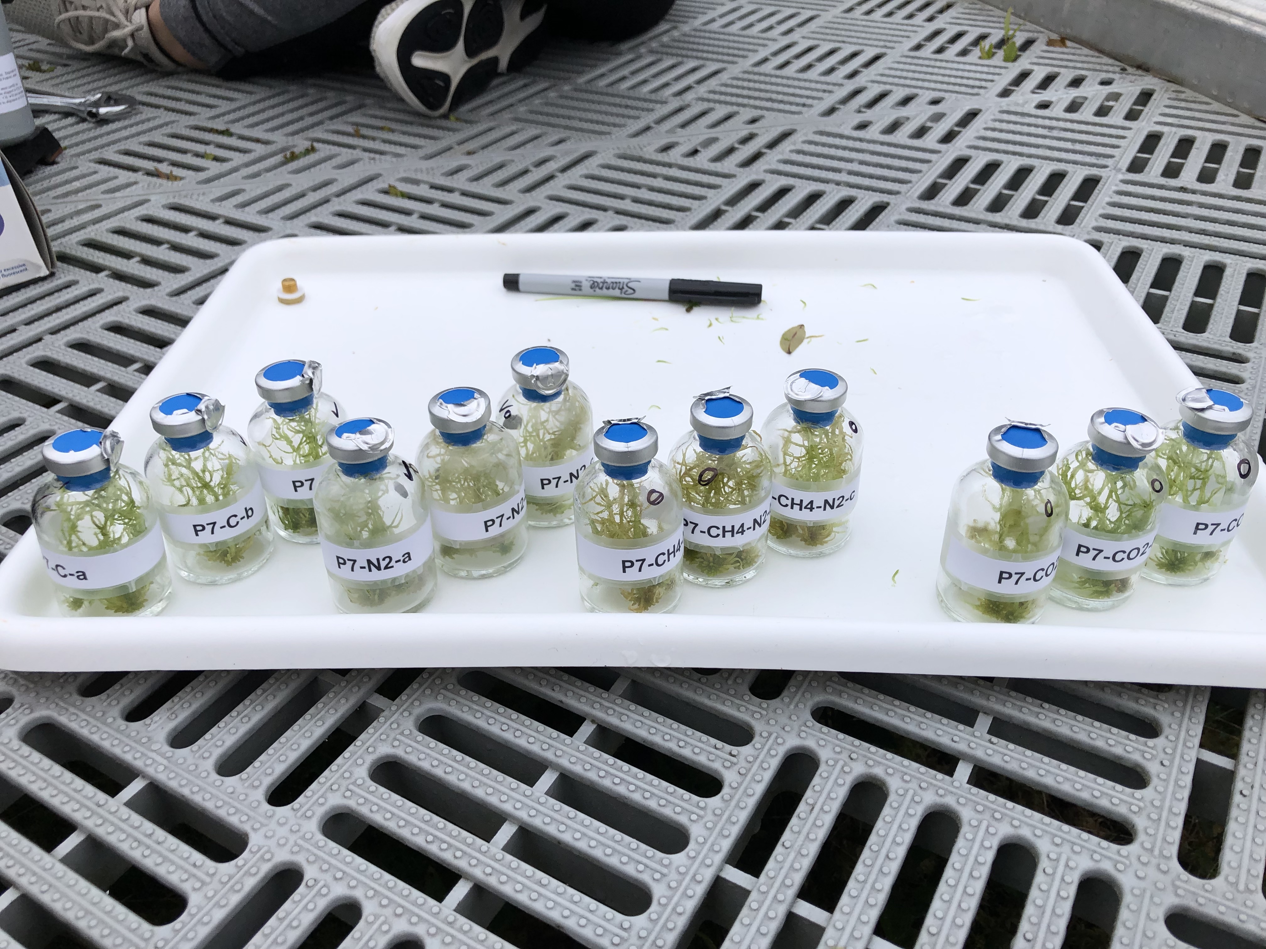 Sphagnum mosses were taken from different SPRUCE enclosures and incubated in glass jars for the study (Photo Jennifer Glass). Sphagnum mosses were taken from different SPRUCE enclosures and incubated in glass jars for the study (Photo Jennifer Glass).